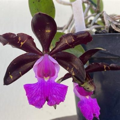 CATTLEYA aclandiae nigrescens