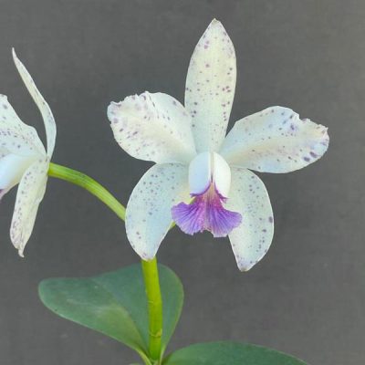 CATTLEYA amethystoglossa caerulea