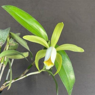 CATTLEYA forbesii var. alba
