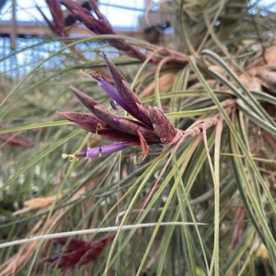 TILLANDSIA didisticha