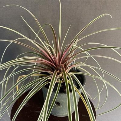 TILLANDSIA cyanae var. variegata