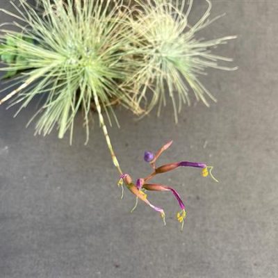 TILLANDSIA fuchsii