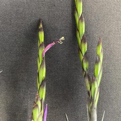 TILLANDSIA parvispica