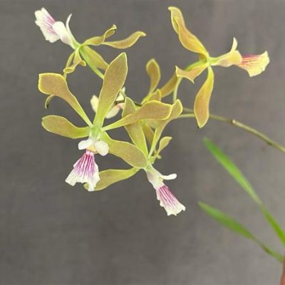ENCYCLIA chapadensis