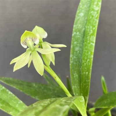 Epidendrum trulla