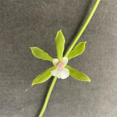 ENCYCLIA guatemalensis