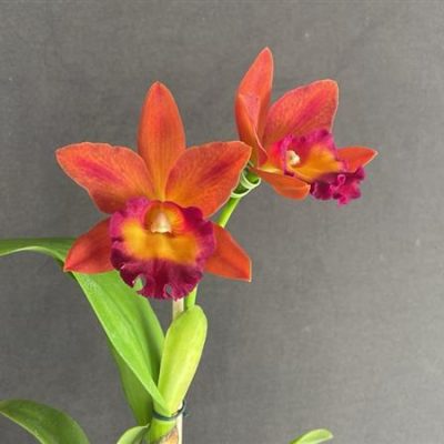 POTINARA Chief Orange "Sweet Orange"