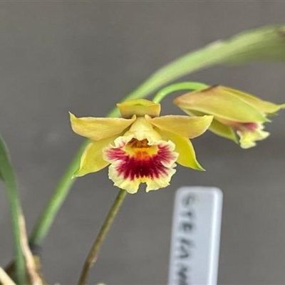 BIFRENARIA stefanae