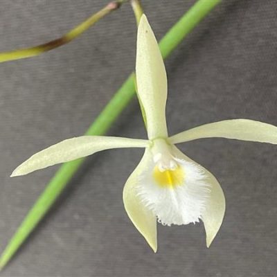 BRASSAVOLA martiana