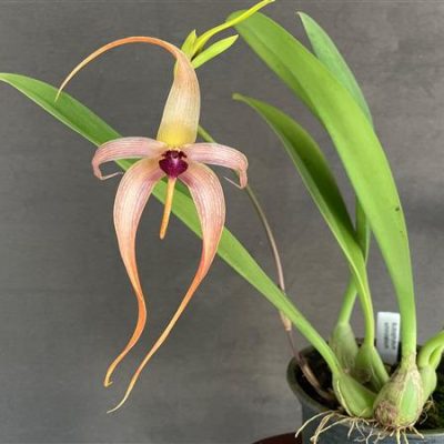 BULBOPHYLLUM echinolabium