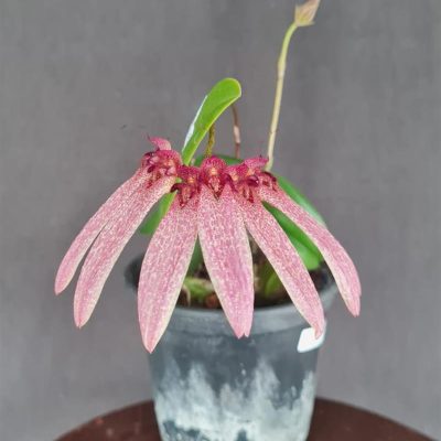 BULBOPHYLLUM longiflorum RED
