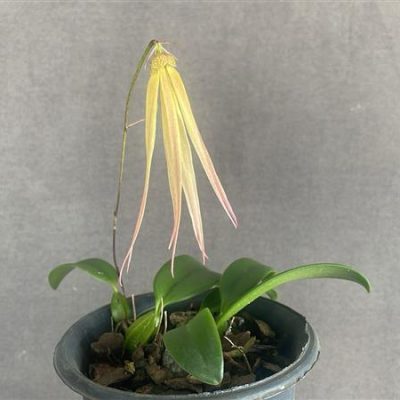 BULBOPHYLLUM thiurum x Bulb. plumatum