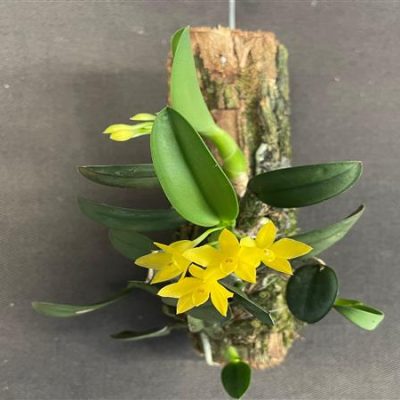 Sophronitis cernua amarela