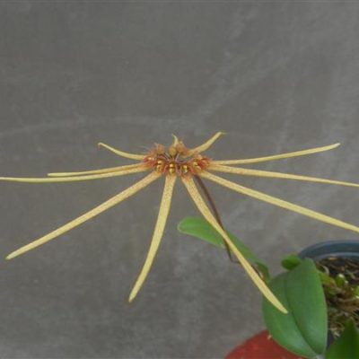 BULBOPHYLLUM makoyanum