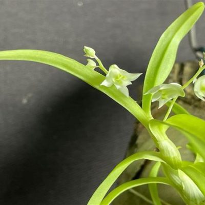 DENDROBIUM compactum