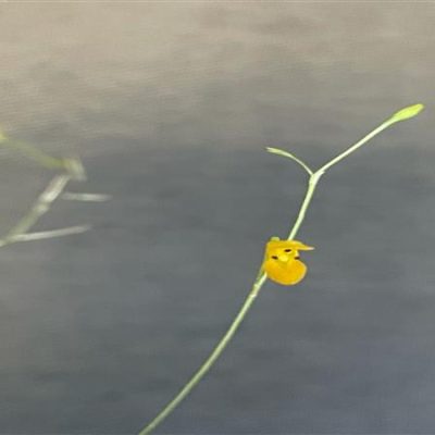 Pleurothallis biriricensis
