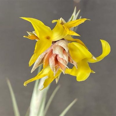 TILLANDSIA ixioides