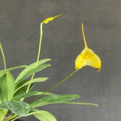 MASDEVALLIA Angel Frost