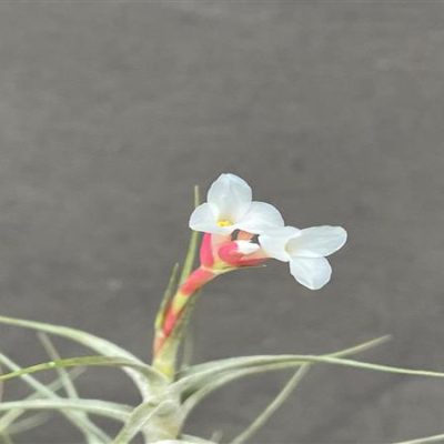 TILLANDSIA oliveirae