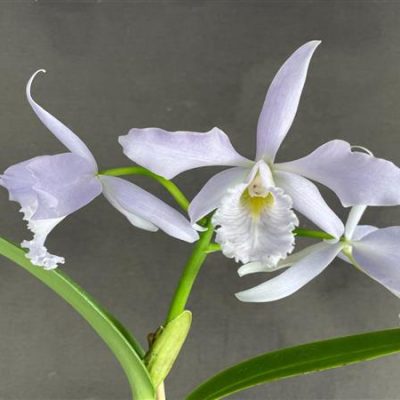 CATTLEYA maxima var. caerulea