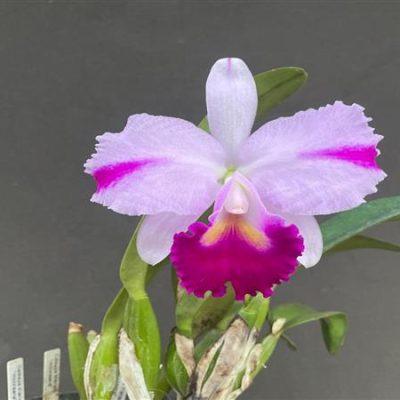 CATTLEYA trianae mooreana