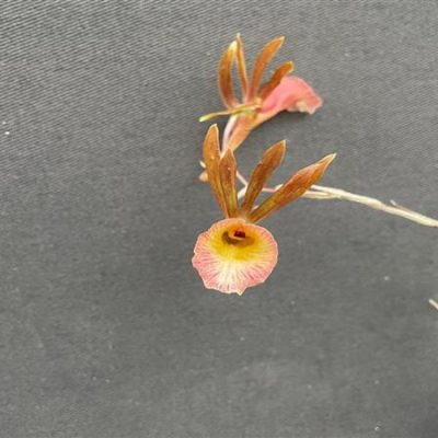 GALEANDRA schmidtii
